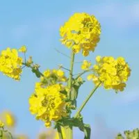 🌻菜の花畑🌻愉快な仲間たち🌻