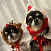 💙🐶チワワのちゃむこて🐶❤️