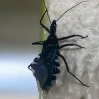 害虫駆除　害獣駆除　消臭　除菌
