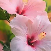 🌺✨️50代✨️🌺全国のアラフィフ集まれ🌺同世代交流R∞M🌺ライブトーク🌺楽しい雑談🌺