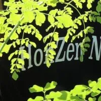 日本一のモリンガ農家目指してます‼️（本然農園）