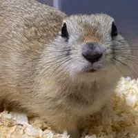🐭ねずみ沼へようこそ🐭