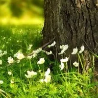 50代～70代シニアが集うお喋りの森🌳🍃