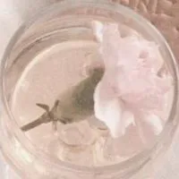 毎日一緒にダイエット🎀‎🤍