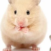 ハムスター飼いさんの情報交換所！🐹