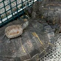 カメを飼っている人、好きな人集まれ‼️