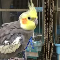 小鳥の診療室