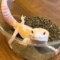 まめりんの小部屋