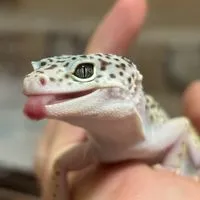 爬虫類愛好家グル