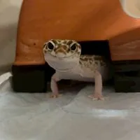 爬虫類愛好家グル