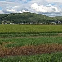道内で昆虫採取する人の部屋