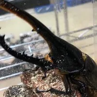 クワカブ雑談室