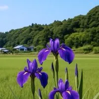 (仮)香取市関係人口サークル