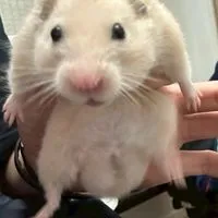 ラフレシアの植民地