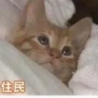 雑談・歌