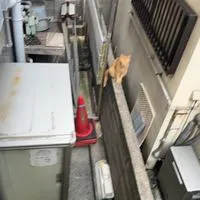 コソコソ神社Le