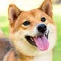 無賞・無限！絶対無言のみ！犬専用写真・動画部屋