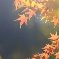 ✨40代からのまったり雑談ルーム✨