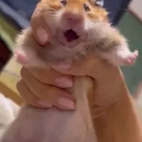 浜田最強（喧嘩かかってこい）