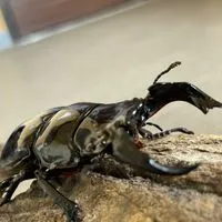 昆虫採集夜更かし隊
