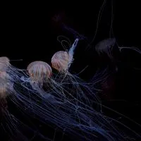 にこさん界隈♡