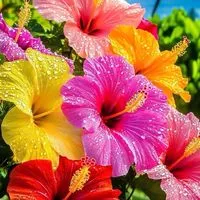 🌺全国50代🌺同世代R∞M🌺ライブトーク🌺