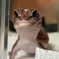 ニシアフ座談会🦎