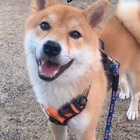 ふくと散歩