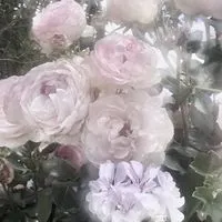 ロメオ　♥　全緩夢　ハント