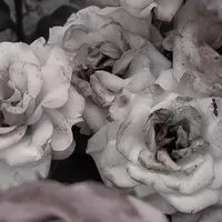 愛　したら　最期　¿?　　︴　　全緩 夢 ハント　⁉️