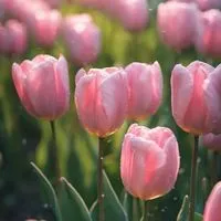 🌷全国30代🌷同世代R∞M🌷ライブトーク🌷楽しい雑談🌷昭和＆平成 生まれ🌷