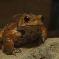 両生類・爬虫類トーク