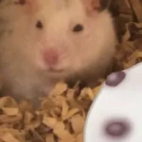ハムスター好き集まれ〜🐹