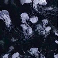 𝜗𝜚 愛で頂戴 ⊹ HQ