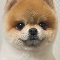 ポメラニアンのはるくん🧸🍌🪱