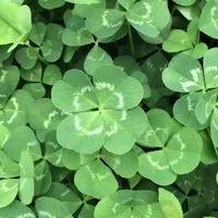 【中学生】男女混合で雑談・ライトしよう‼️