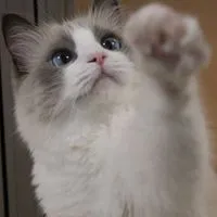 雑談・歌・ライト