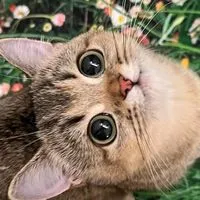 おいでよ♡さちゃと愉快な仲間たち🐰🌼ྀི楽しく色んなお話しよう🙆‍♀️