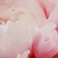 東京、神奈川 中高一貫校 threads jewel dubaiメンバー