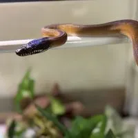 生き物好き