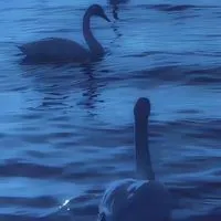 恋々　と　名を　綴る　　︴　　全緩 也 ハント