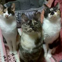 【𓃠猫部屋𓃠a.r.t】👑獣医、アドバイザー対応の何でも相談室👑