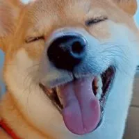 柴犬らら💛らい🧦💛