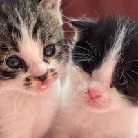 【🈲書込禁止】ミルボラ保護猫–Baby kitten🍼😽🐾