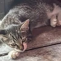 ポーランドボール好き集まれ〜