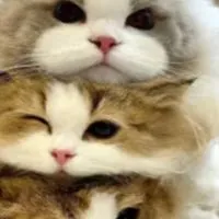 みんなで夜更かし！雑談！ゲーム！