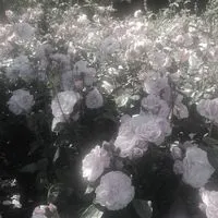 ＊この花は君に合うね：KMT激緩也花言葉ハント