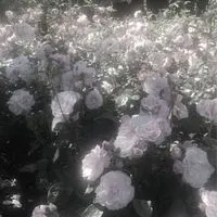 ＊この花は君に合うね：KMT激緩也花言葉ハント