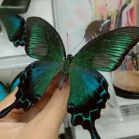 NEW！昆虫研究会🦋