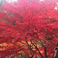 懐かしい邦楽大好き部屋❤️その他(洋楽もＯＫ)